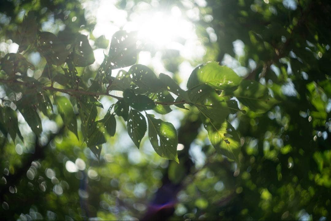 分解清掃済 Helios-44M-4 58mm f2 ぐるぐるボケ 4