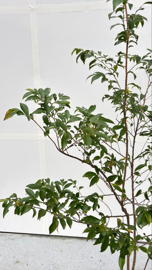 自然な樹形が美しい 山採りの ヒサカキ 700 樹高1.9m位 ヒメサカキ 姫榊