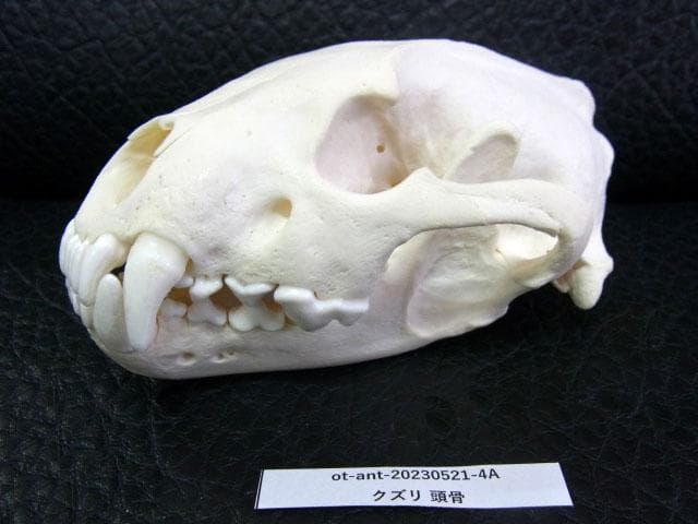 高品質 ★ ロシア産　クズリの頭骨 D