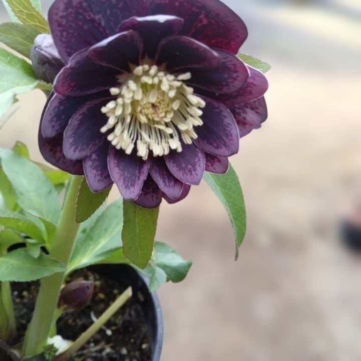 野田園芸。クリスマスローズ。ダブル。開花株。No50