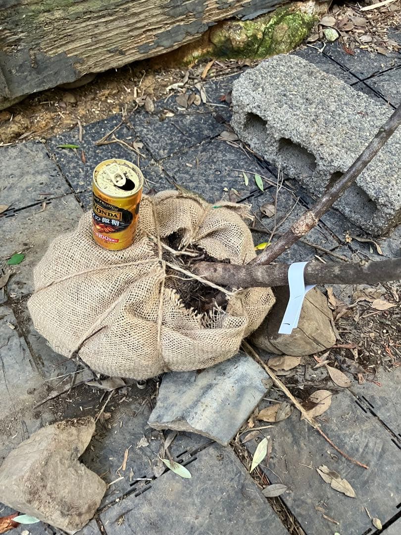 1 山採り　ヤマボウシ