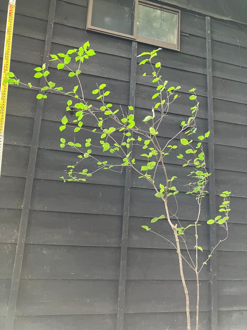 1 山採り　ヤマボウシ