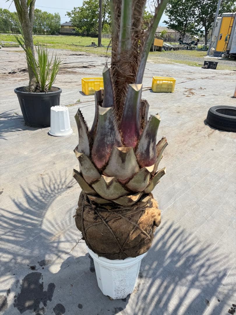 ココスヤシシルバーリーフ 【極太】葉先300cm 幹回り110cm 幹高50cm