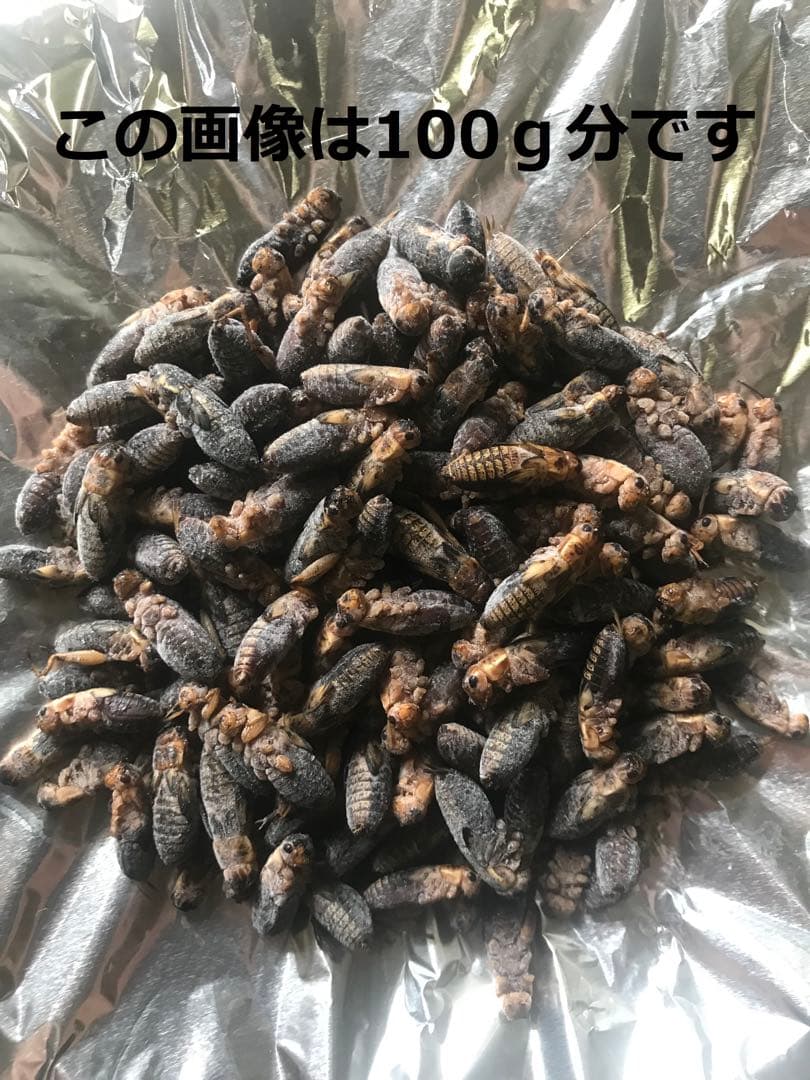 ◾️カリスマ♪♪商品◾️ 冷凍コオロギ1kg M・Lサイズ　フタホシコオロギ