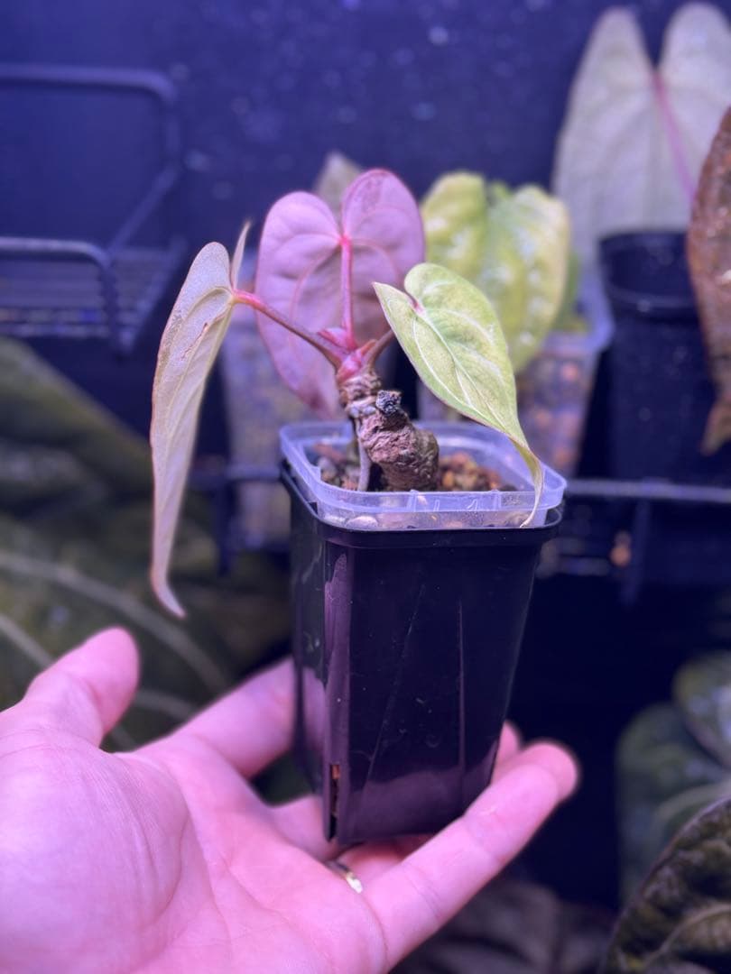 アンスリウム　Carlablackiae