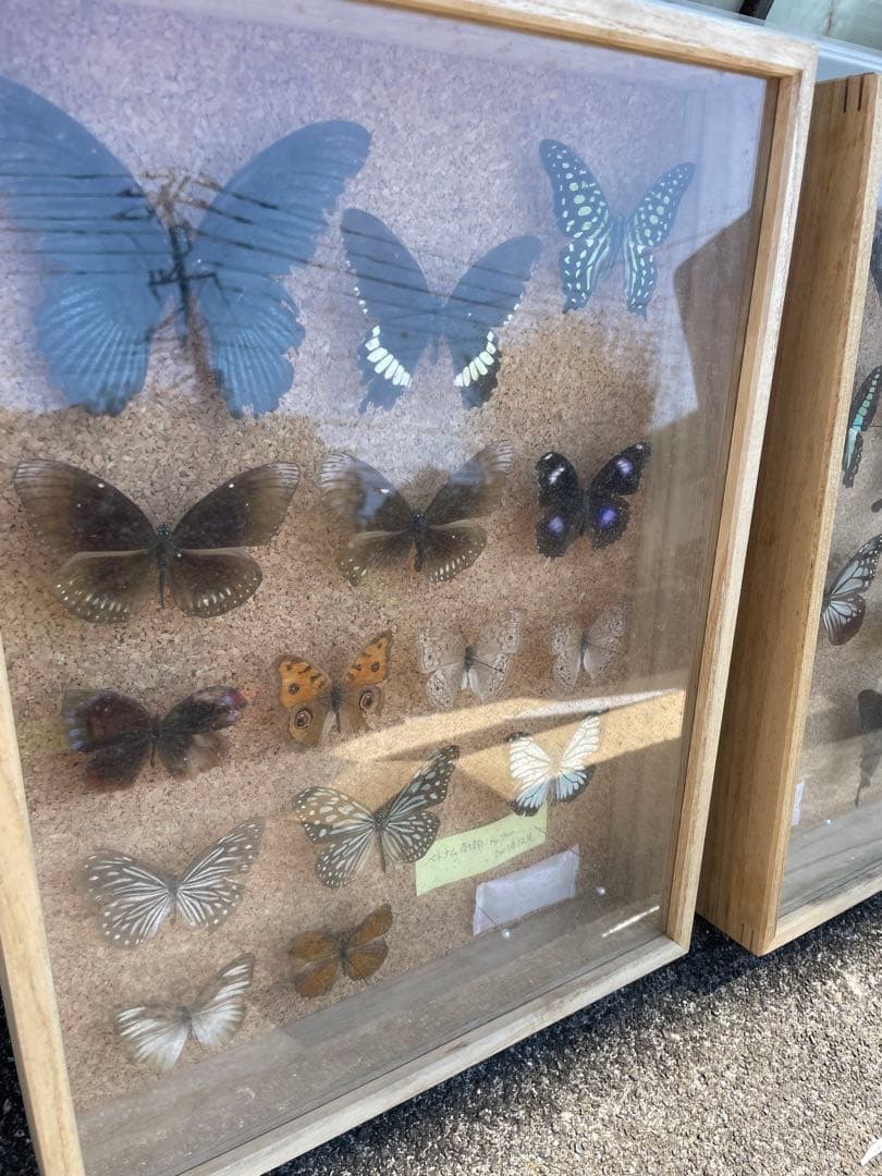 値下げ　蝶　標本　013 ケースサイズ40×30センチ 厚さ6センチ