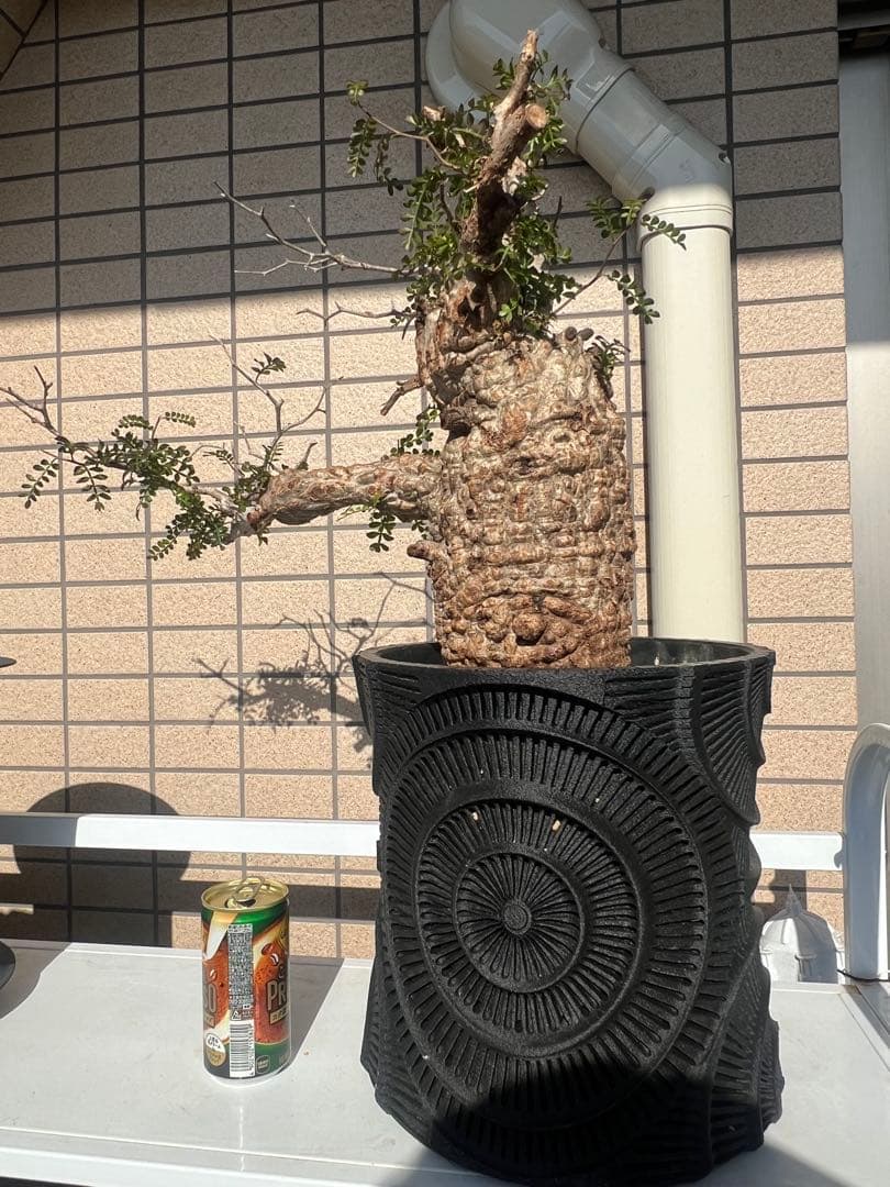 オペルクリカリア・パキプス　 現地発根株　 発根済み