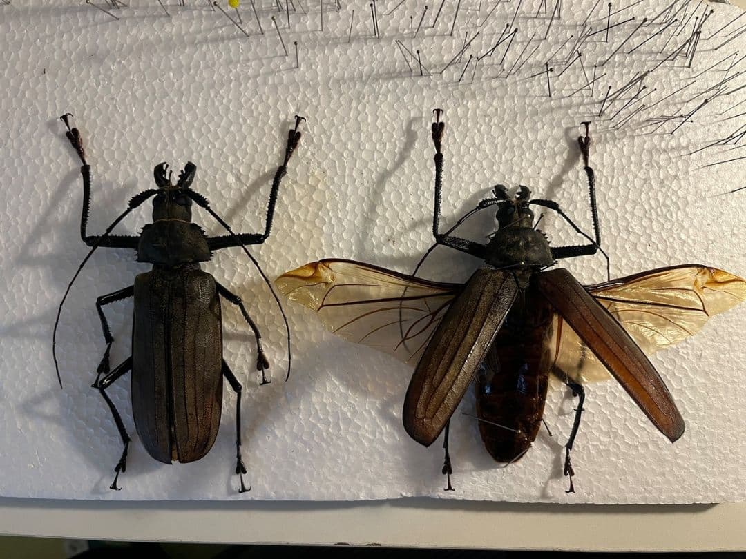 【開翅125mm】スジバネトゲフチオオウスバカミキリ ブルウスバ標本