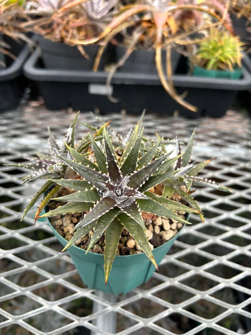 群生 DBディッキア Dyckia Bill Baker hyb #134 ⑴