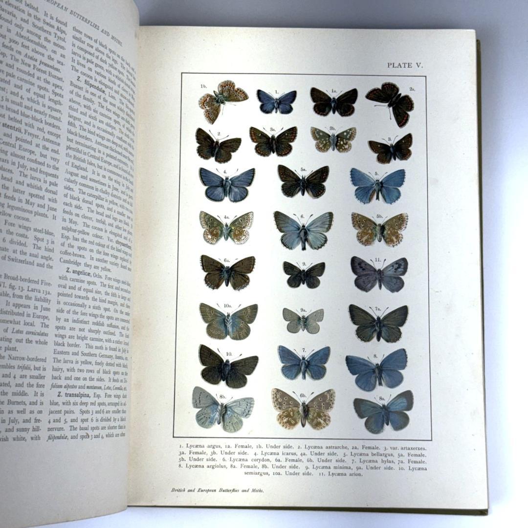 英国手彩色蝶類図譜 「英国とヨーロッパの蝶と蛾」 カービー 1895年 イギリス