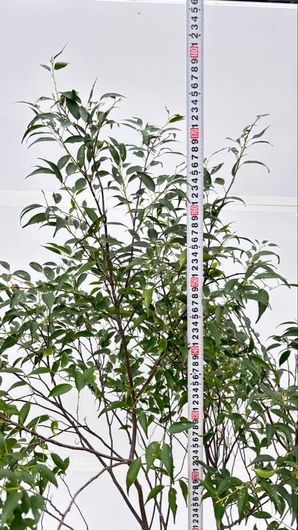 美しい樹形が魅力的 山採り ハイノキ 株立 692 樹高1.8m位 高級樹