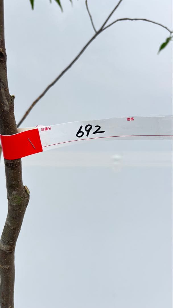 美しい樹形が魅力的 山採り ハイノキ 株立 692 樹高1.8m位 高級樹