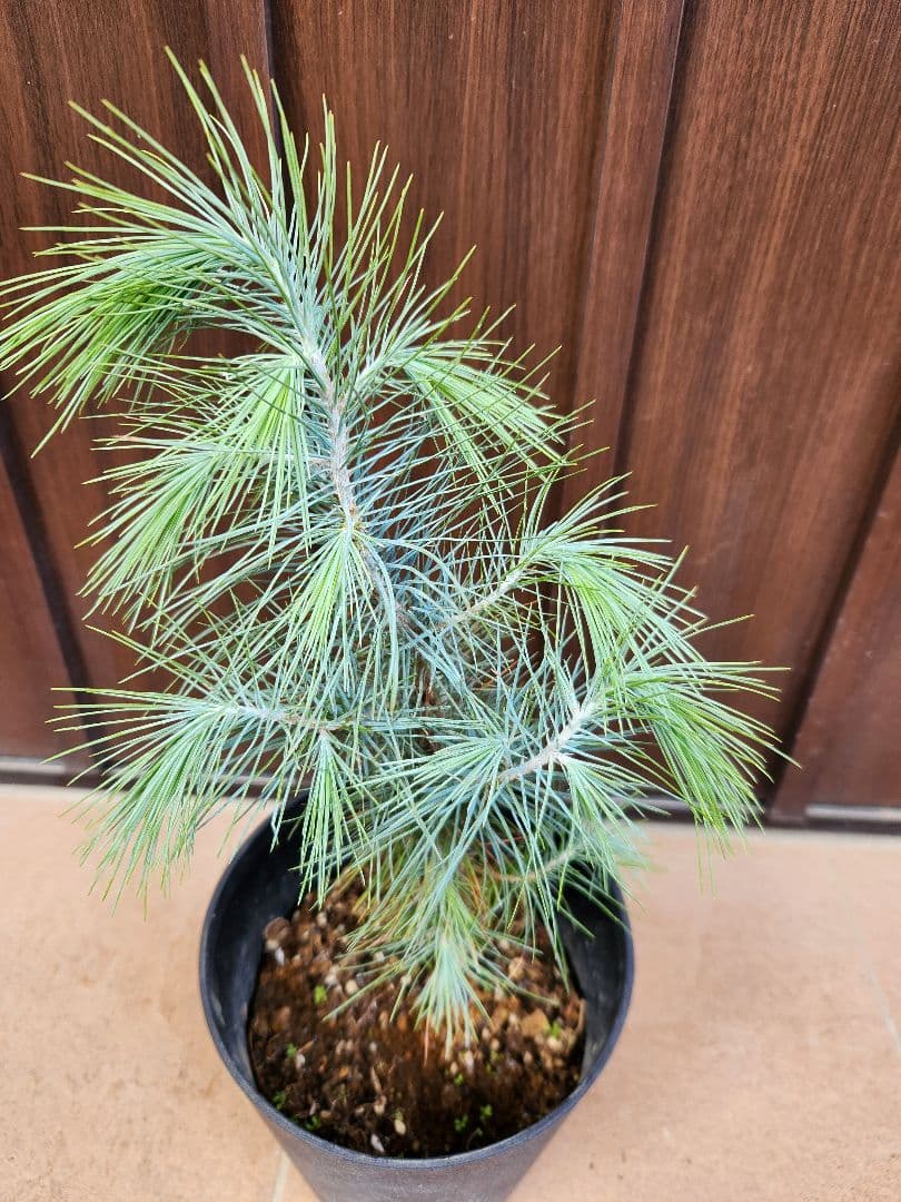 マルチネス　ピニョンマツ　ピニョン松　鉢植え　シルバーリーフ