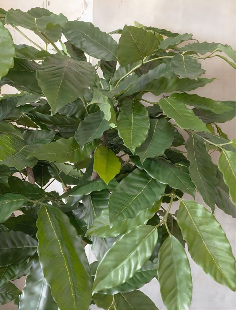 光触媒　人工観葉植物　ウォールグリーン　フェイクグリーン　コーヒーの木g@'t