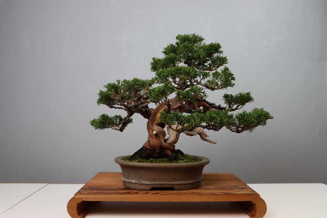 【セール】真柏/小品