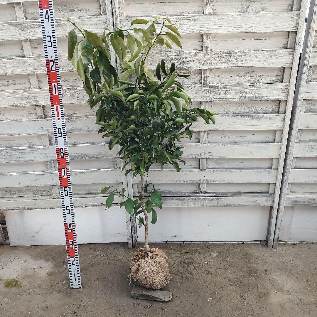 沙耶さま専用出品 星タンゴール3年生 苗木