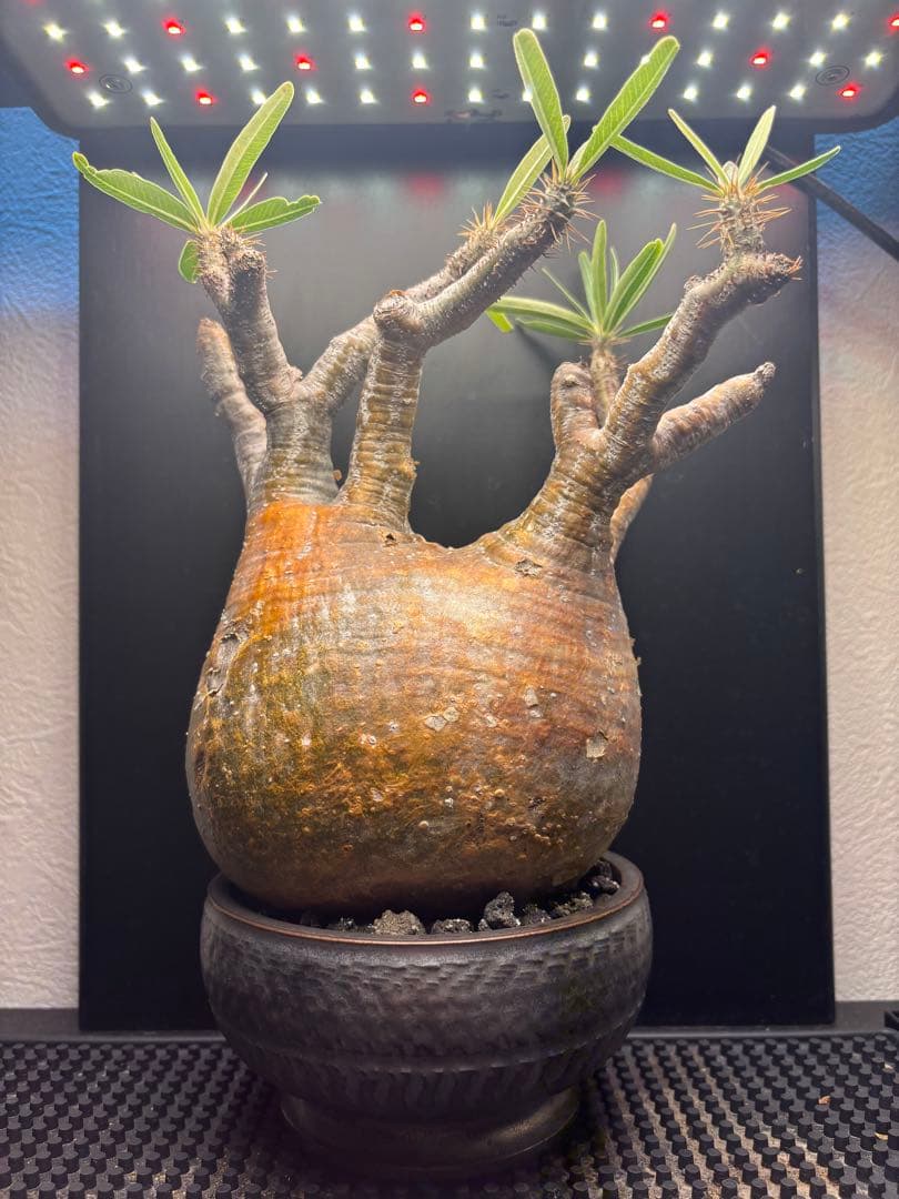 新春セール【グラキリス】塊根！レア！手のひら型、蟹型