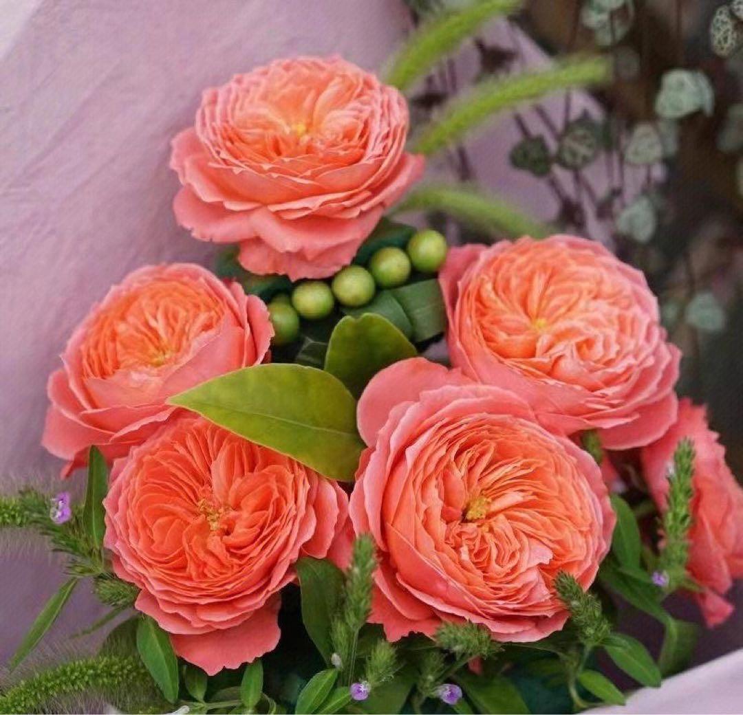 薔薇大苗フラメ