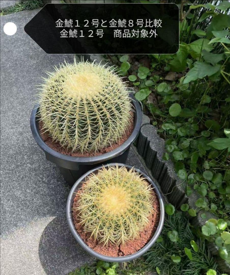 金鯱 サボテン キンシャチ 8号 ロックガーデン 逸品 観葉植物 エキノカクタス