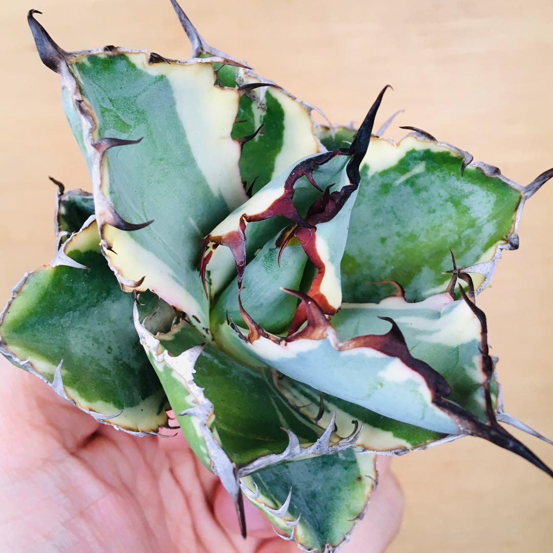 白鯨錦 クリーム覆輪斑 丸厚短葉ボールタイプ 強棘 TC株 アガベ チタノタ