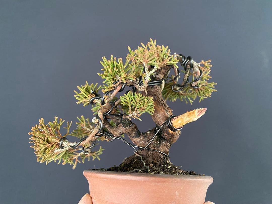 白木盆栽園　ミニ盆栽　糸魚川真柏　樹高9センチ　盆栽黒松赤松五葉松真柏観葉植物