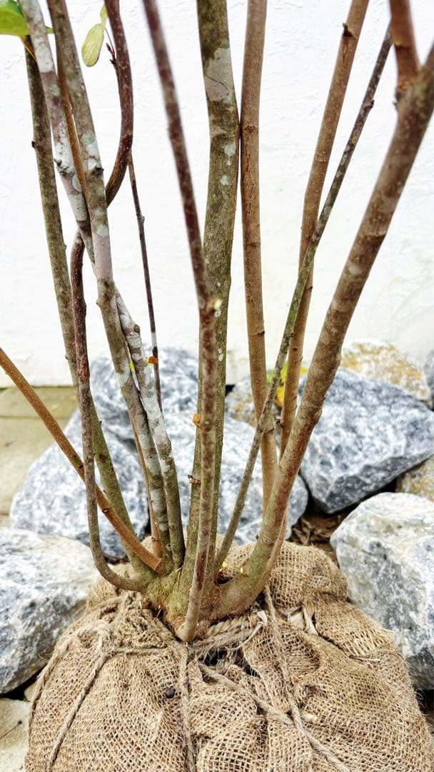 逸品。美斑紋 マルバノキ本株立ち2.1M(鉢底から)品番E