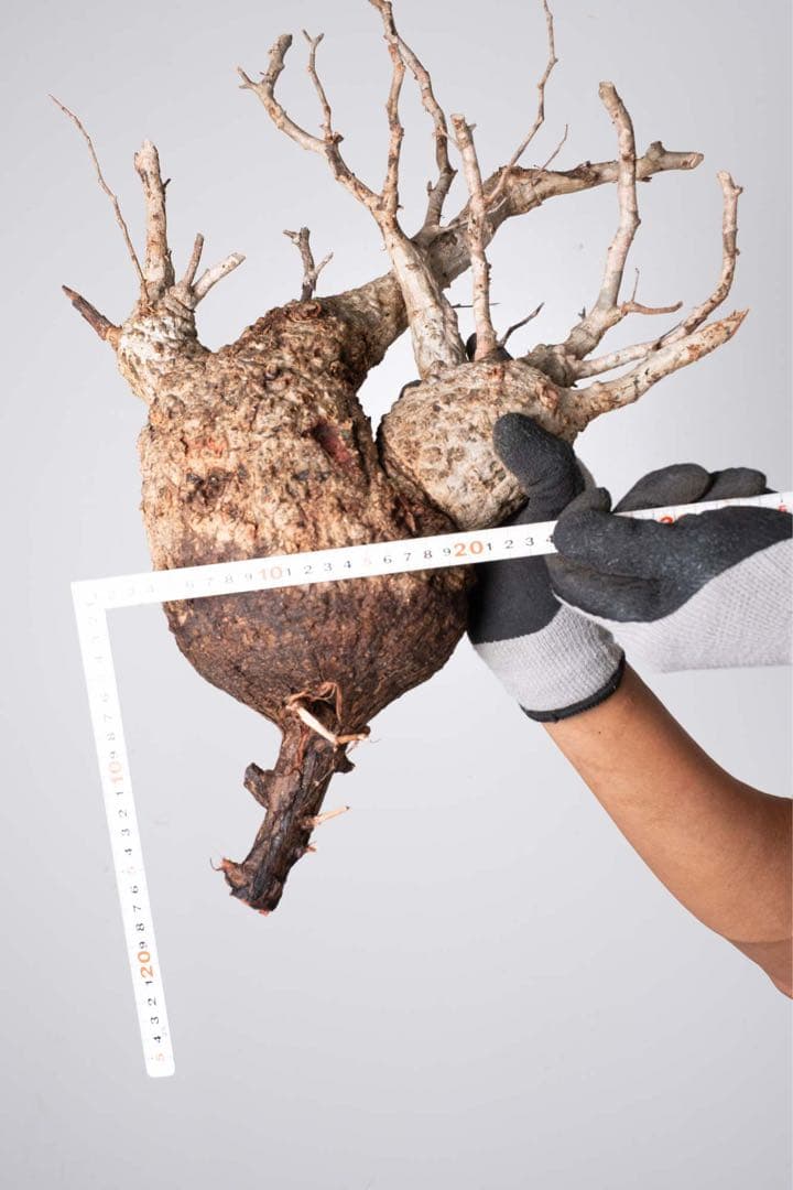 KP121 オペルクリカリア パキプス コーデックス ベアルート株