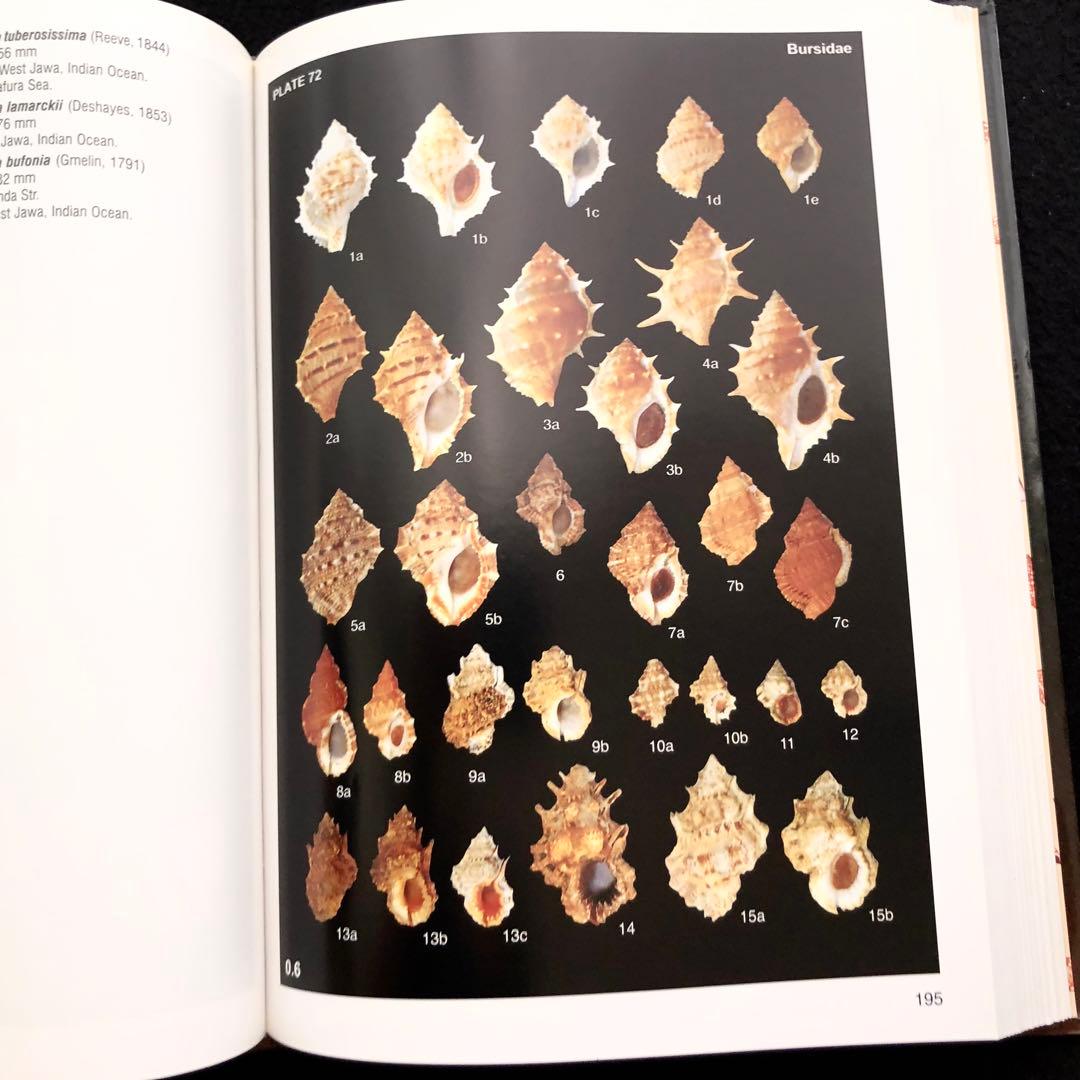 インドネシアの貝類と化石 図鑑「Indonesian Shells」