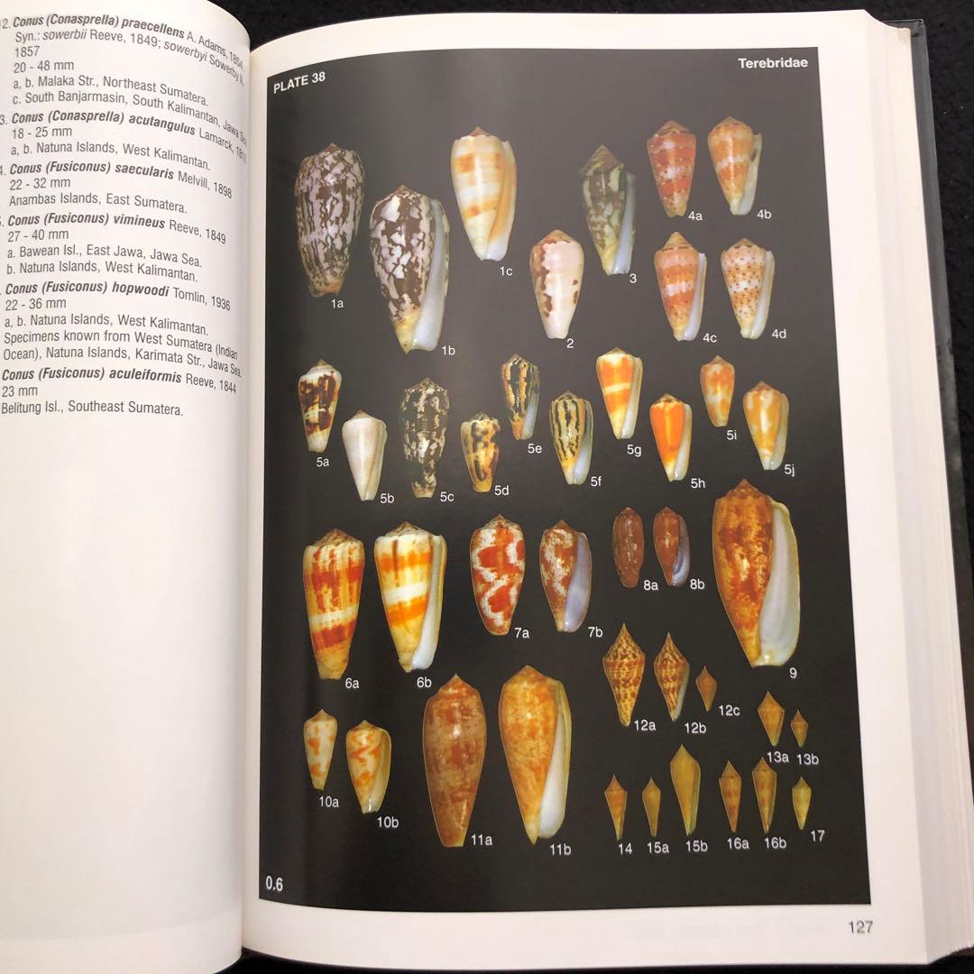 インドネシアの貝類と化石 図鑑「Indonesian Shells」