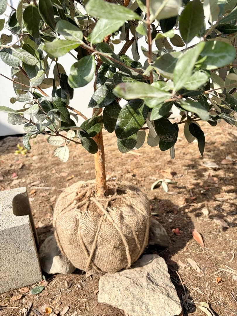 フェイジョア　パイナップルジェム　/83