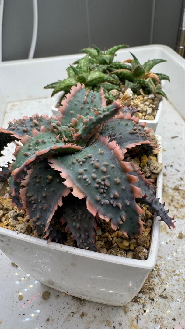 お問い合わせ用