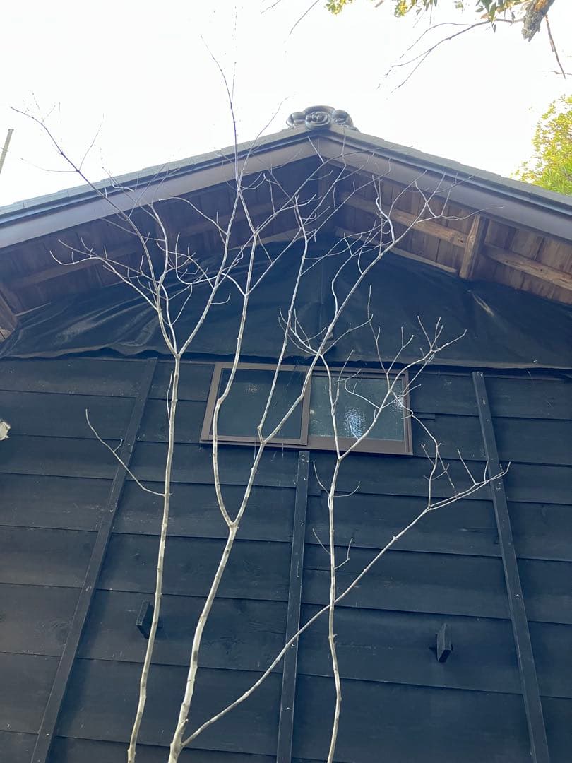 21 山採り　アオダモ