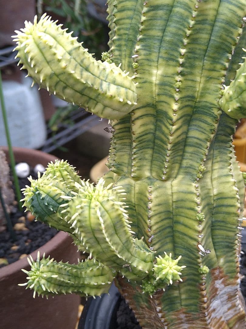 ユーフォルビア　オベサ　紅麒麟錦　子だくさん