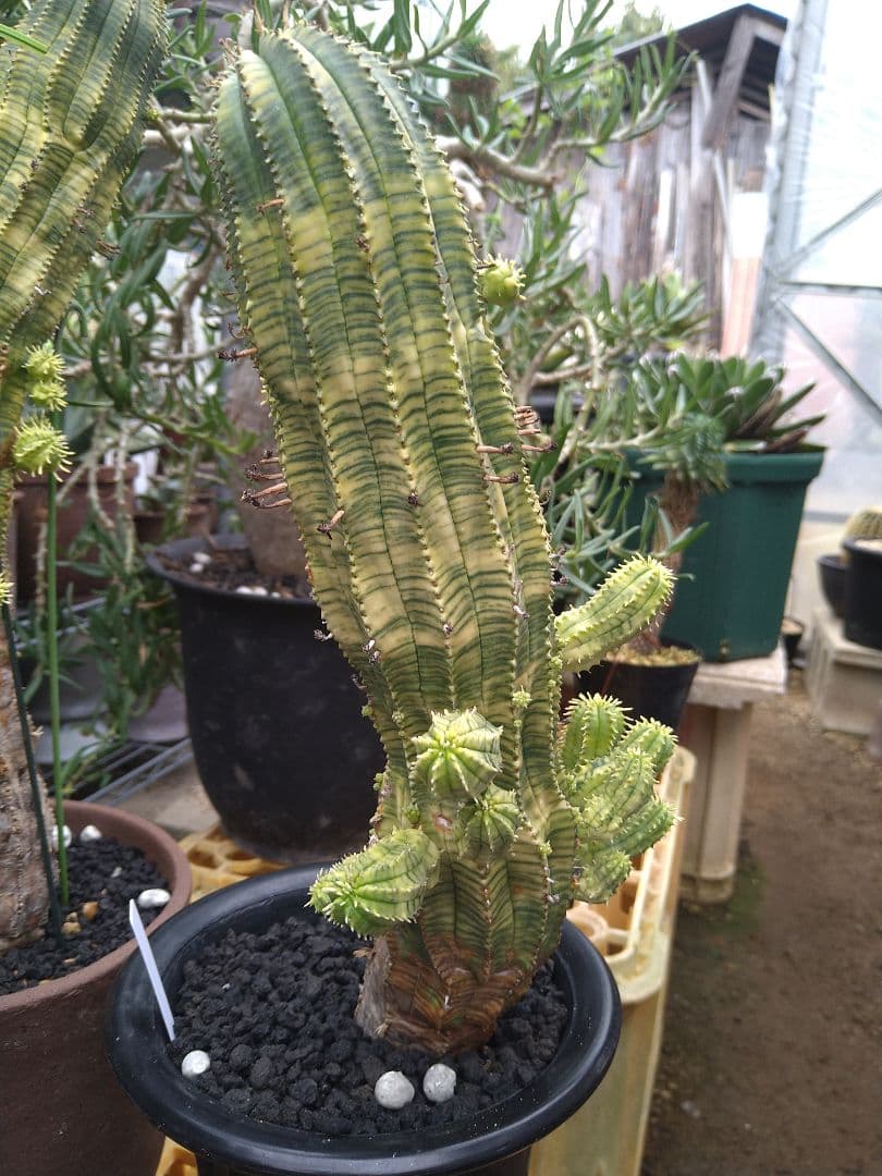 ユーフォルビア　オベサ　紅麒麟錦　子だくさん