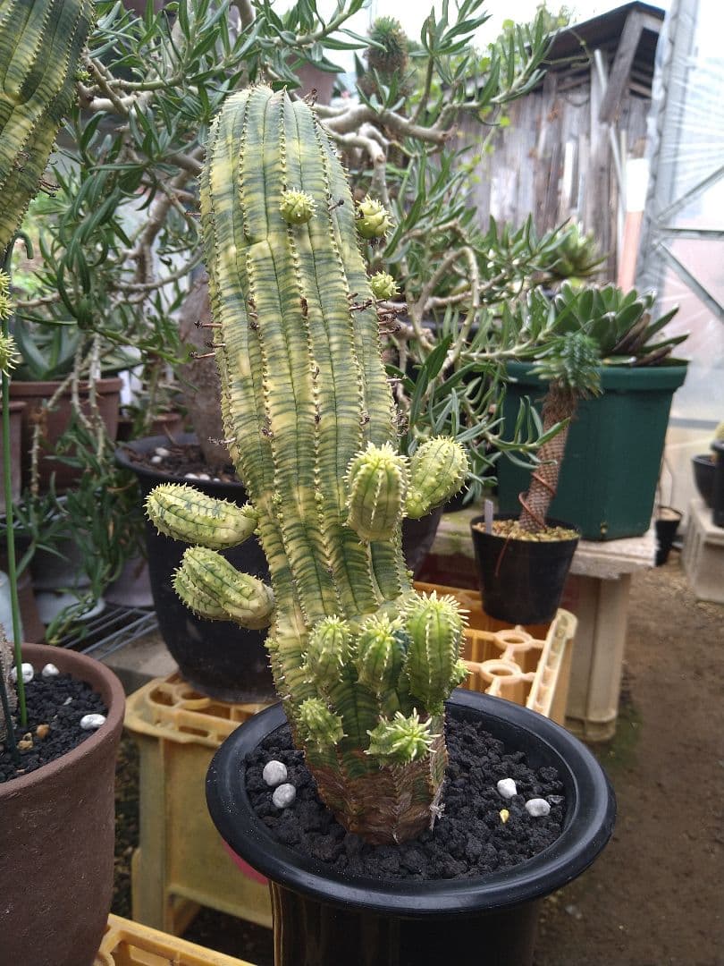 ユーフォルビア　オベサ　紅麒麟錦　子だくさん