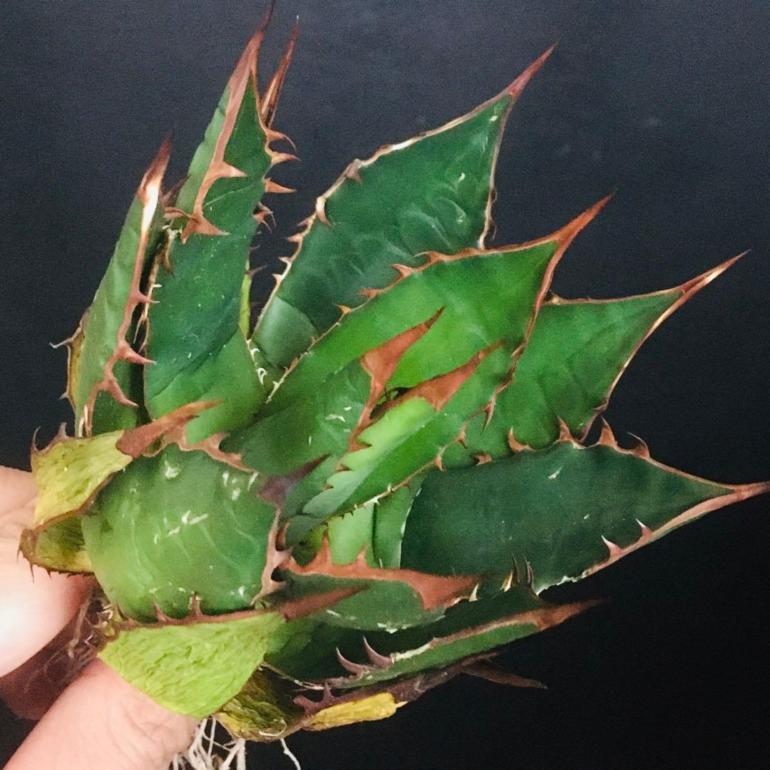 【高騰品種】2 イスラエルホリダ アガベ 極上強棘 ボールタイプ 特選