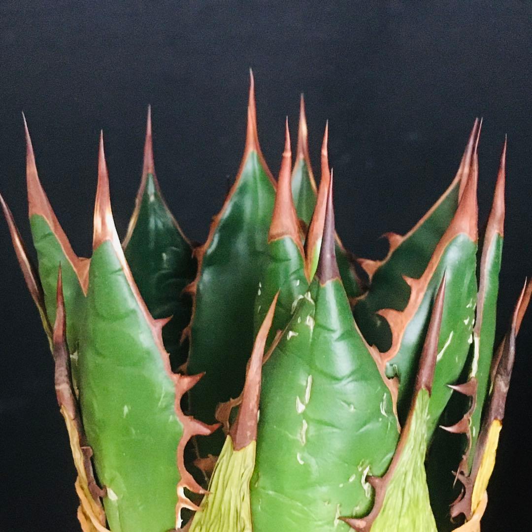 【高騰品種】2 イスラエルホリダ アガベ 極上強棘 ボールタイプ 特選