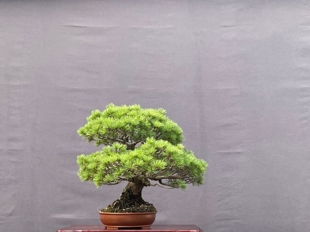 三河盆栽　五葉松　盆栽