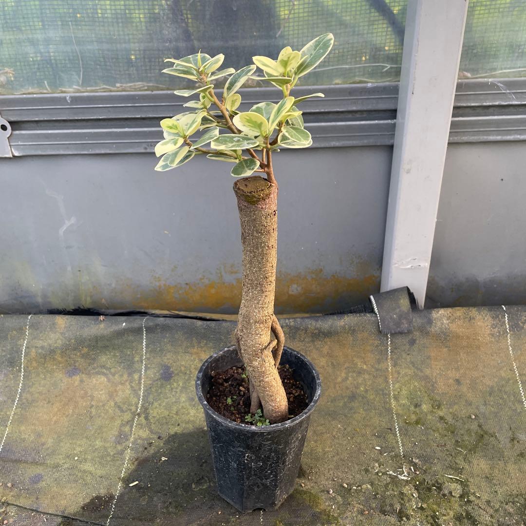 パンダガジュマル　斑入り　接木　3.５号