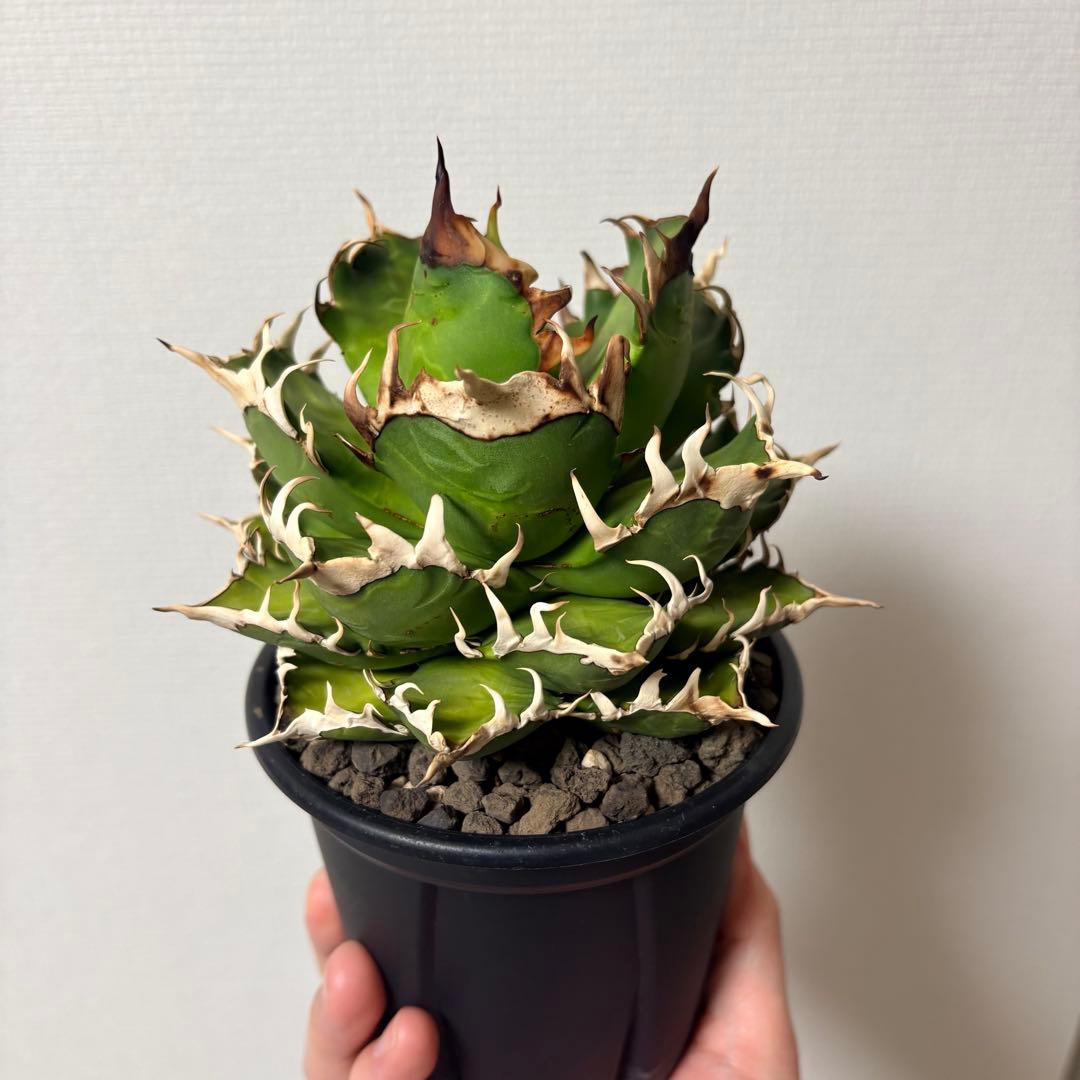 【鉢付き】アガベ チタノタ 赤猫 レッドキャットウィーズル ゴリ猫 LED管理株