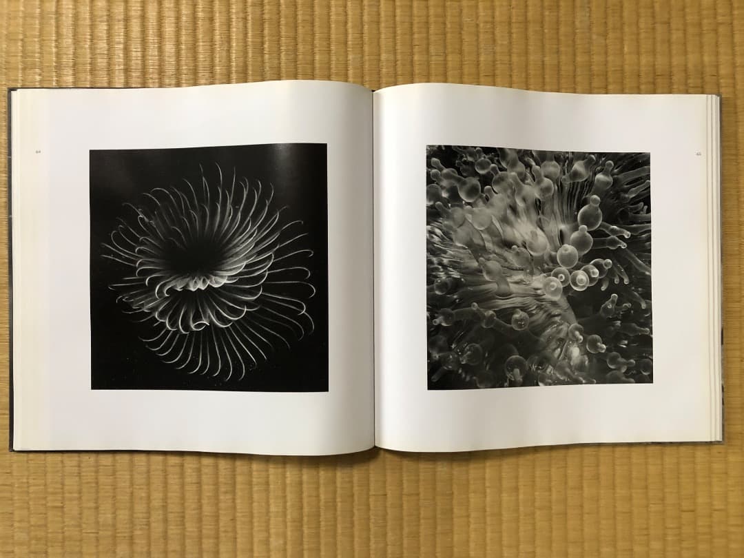 洋書 THE REFINED EYE by Hengki Koentjoro