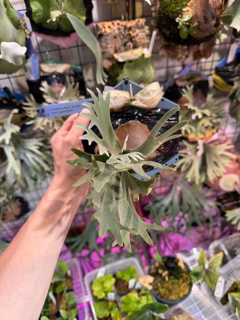 ウィリンキー　ボゴール　スーダン　ドワーフ　スポア