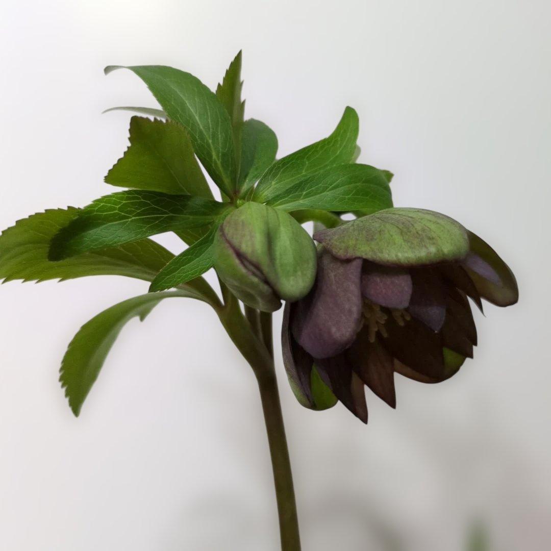 大木ナーセリー❤️ クリスマスローズ❤️ トルカータス✕ボスニア交配❤️