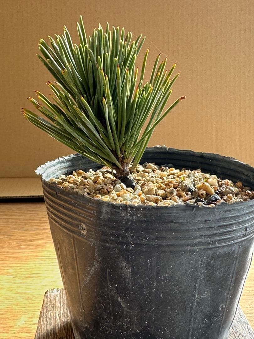 盆栽素材 黒松旭龍-3