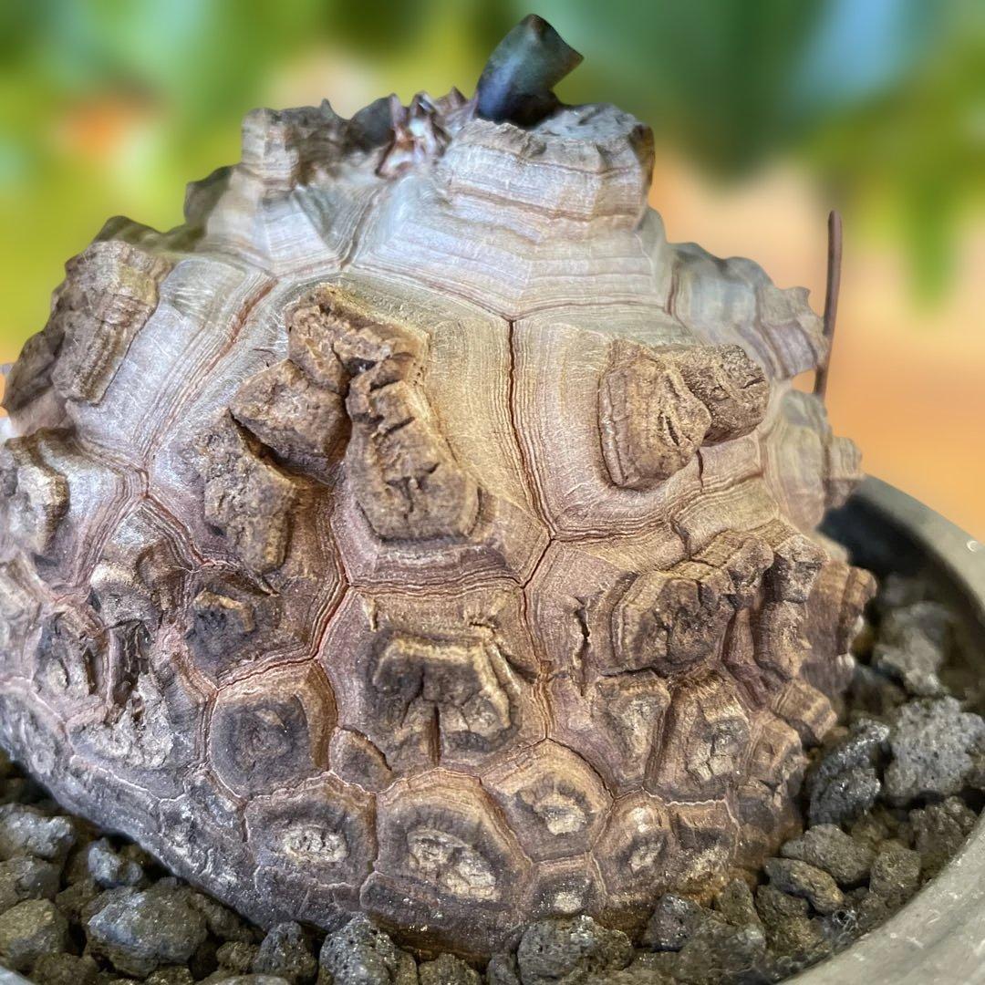 亀甲竜 ディオスコレア