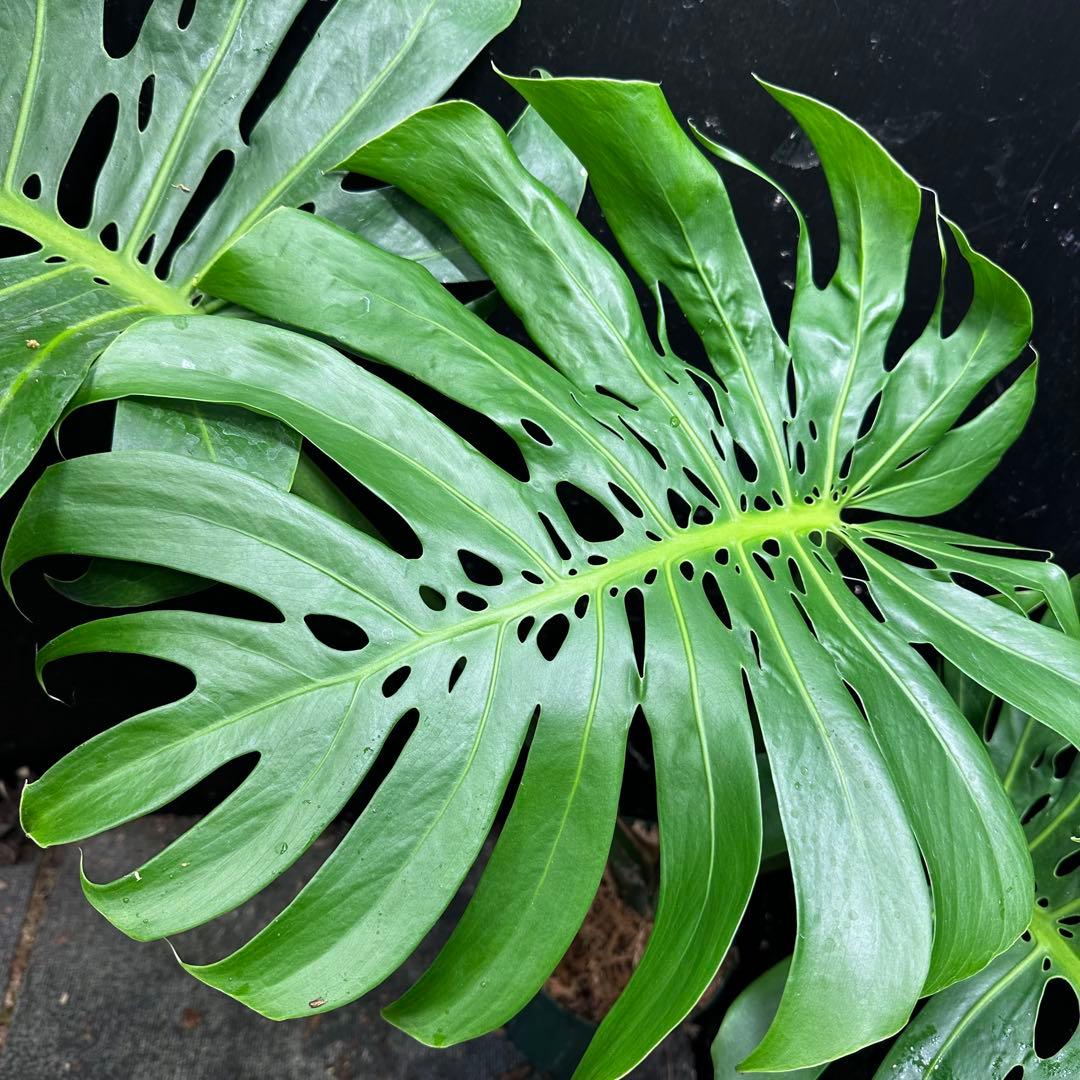 モンステラデリシオーサマクロコズム超希少系統鉢植え80㎝