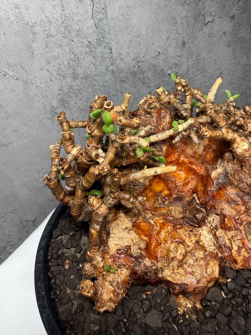 【特大株】ケラリアピグマエア　発根確認済