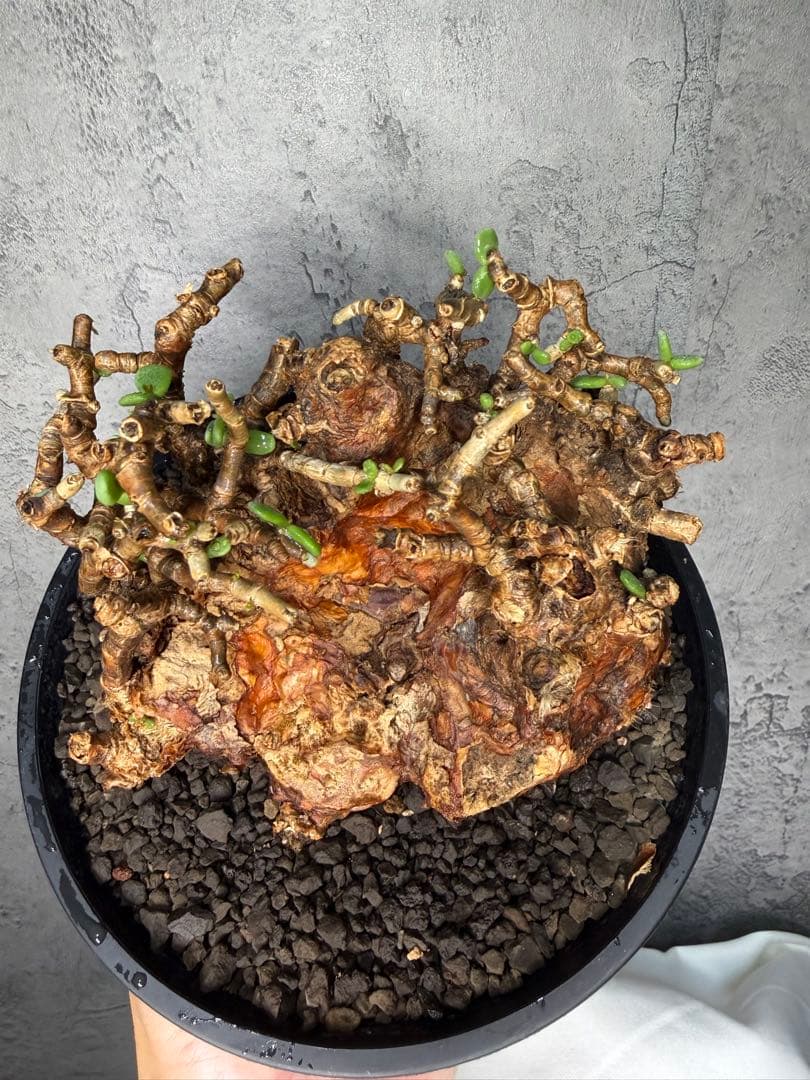 【特大株】ケラリアピグマエア　発根確認済