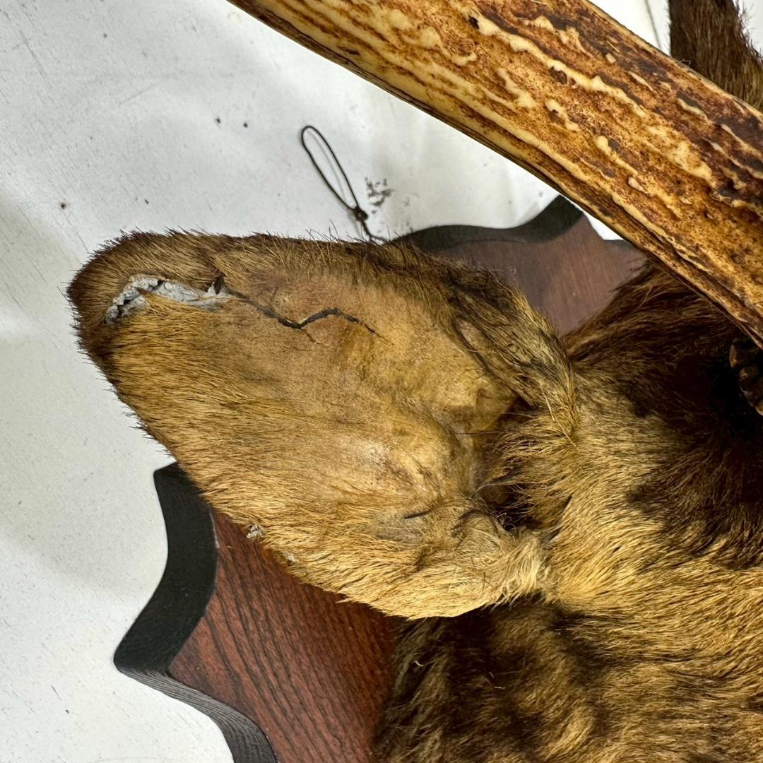 iΦ【引き取り歓迎】鹿の剥製 壁掛け ニホンジカ ハンティングトロフィー