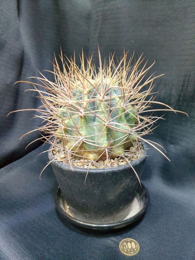 白鳥丸　（鯱頭変種）　白麗